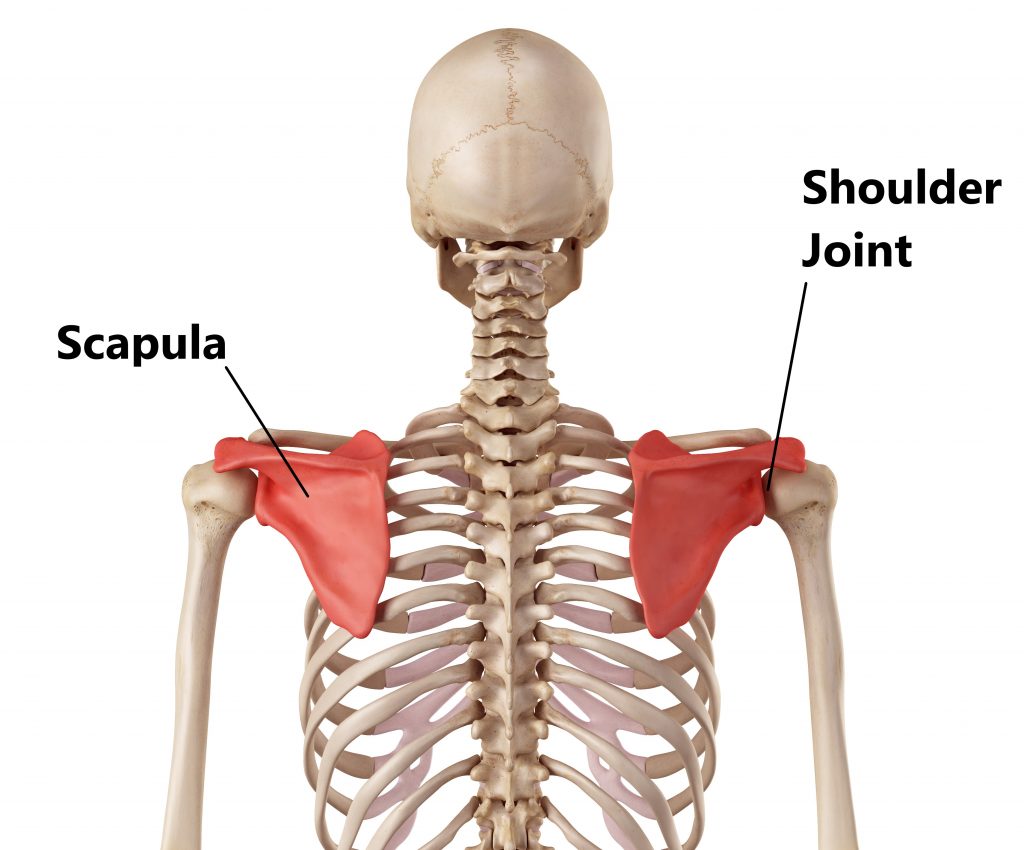 Scapula and Shoulder Joint