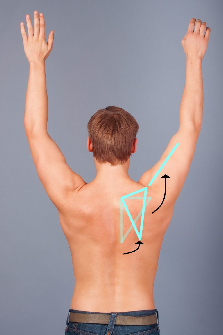 Scapula Movement on Shoulder Blades