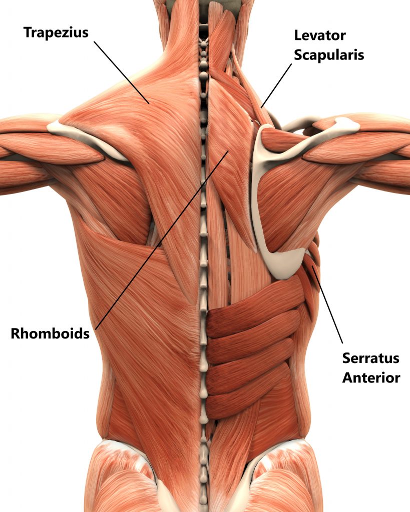 Scapula Stabiliser Muscles